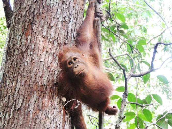 1borneo_ohanglr