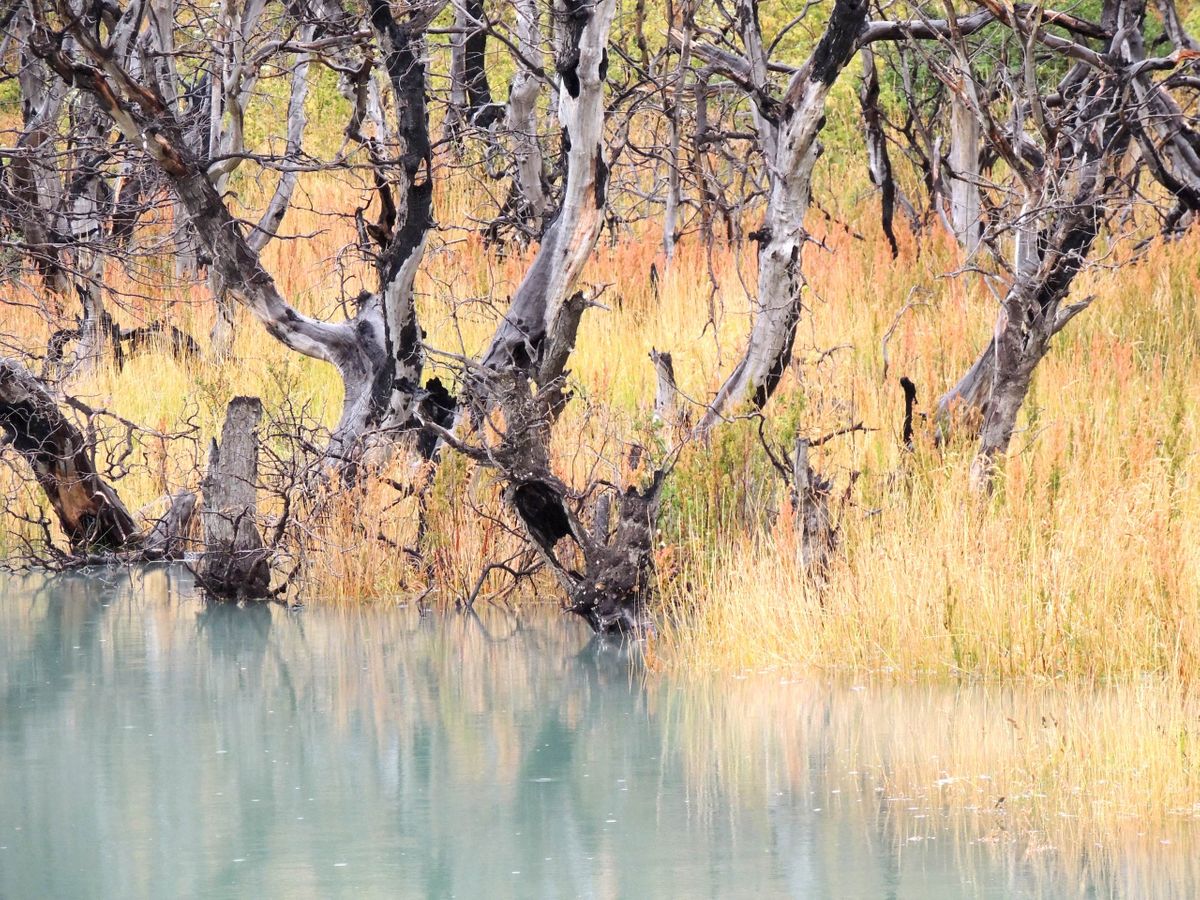 PATA branches WEB.jpg