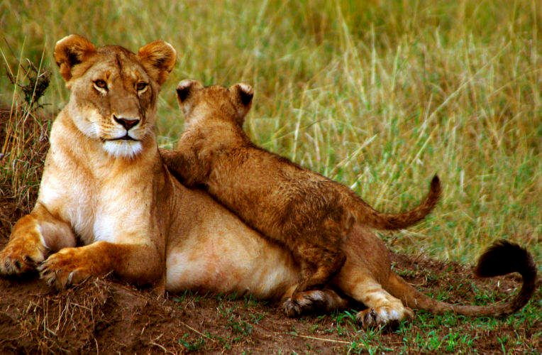 1lion_mom___baby_croped
