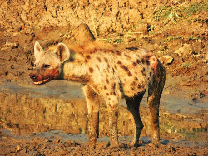 1zambia_hyena_blood