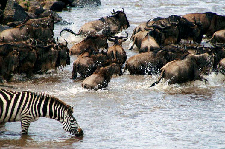 1crossing_zebra_drinking_