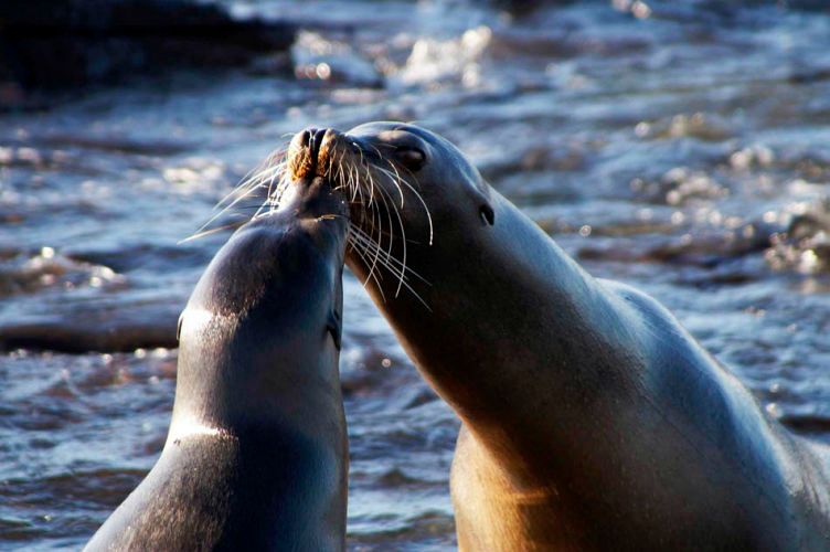 1sealed_wit_a_kiss__