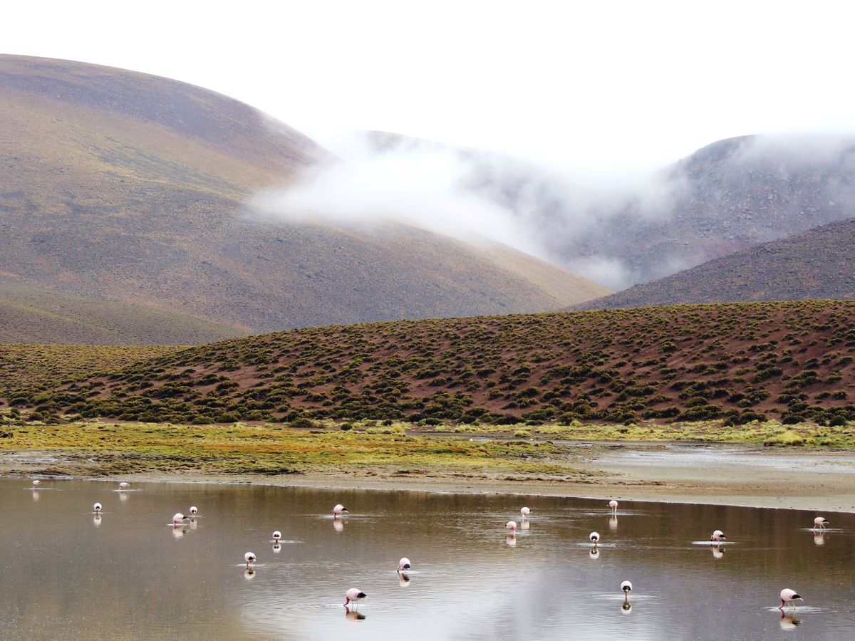 ATA sea of pink WEB.jpg