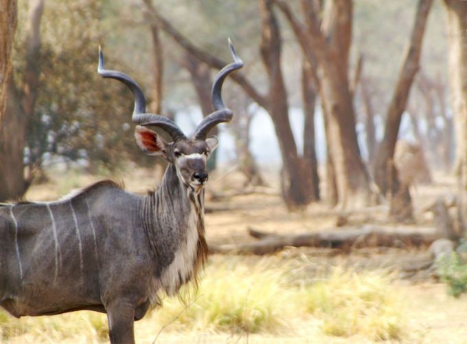 1zambia_kudu_painting