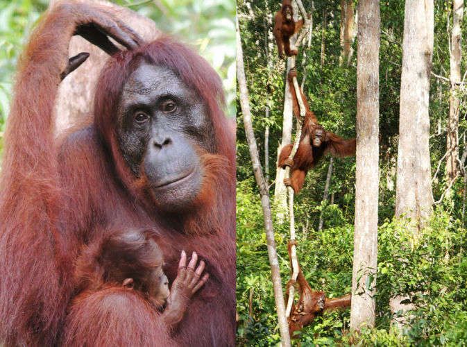 1borneo_o_touchheadcombolr