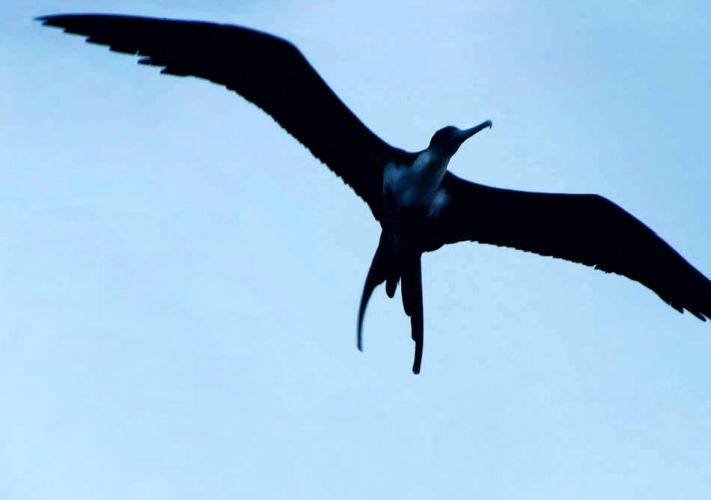 1shadow_of_the_bird___