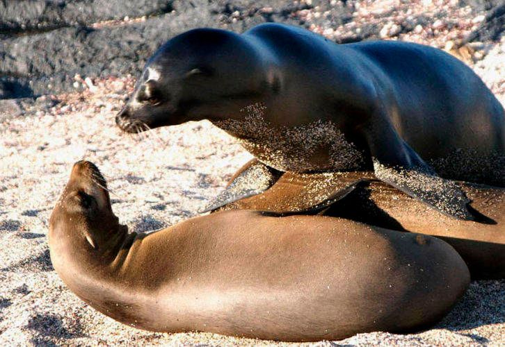 1seal_you_said_what__