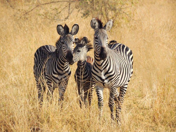 1zambia_zebra_3