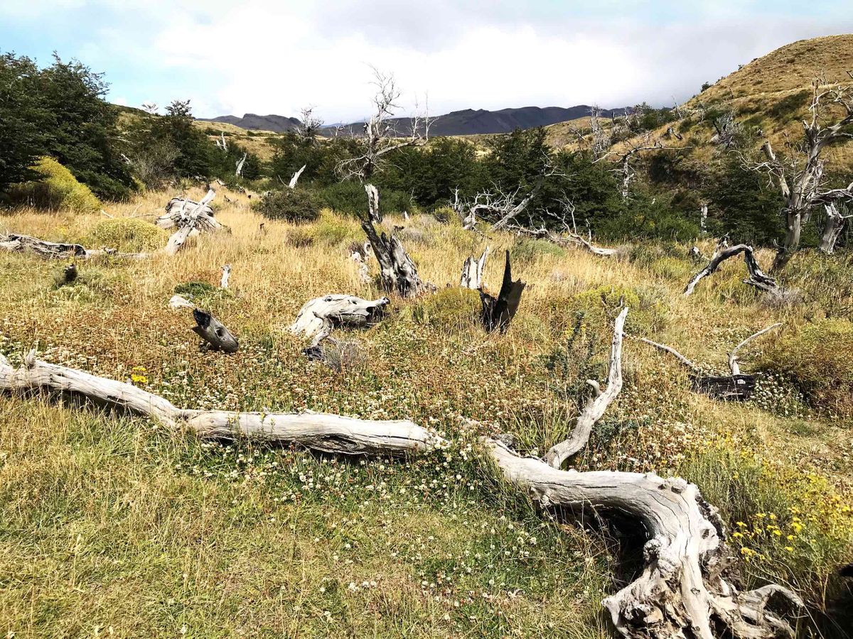 PATA dead wood WEB.jpg