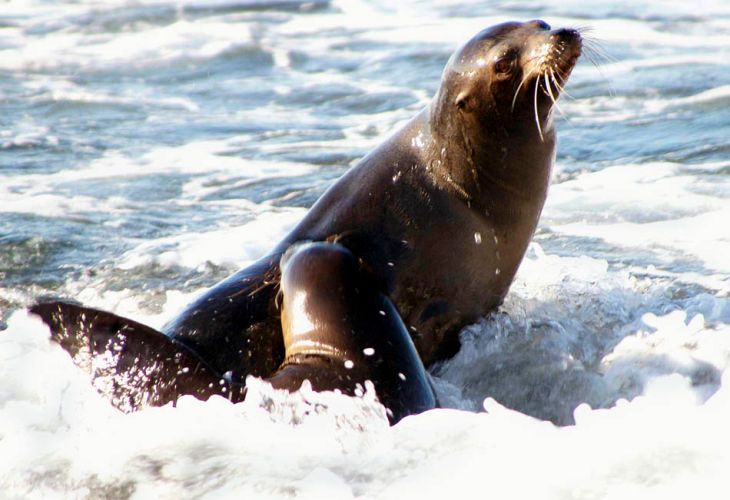 1splash_lions_splash_