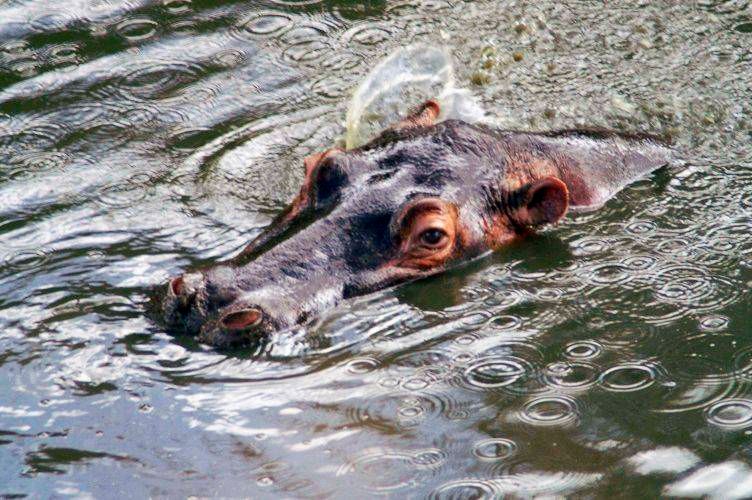 1hippo_splash