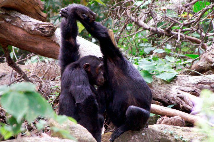 1arms_uo_mahale_style