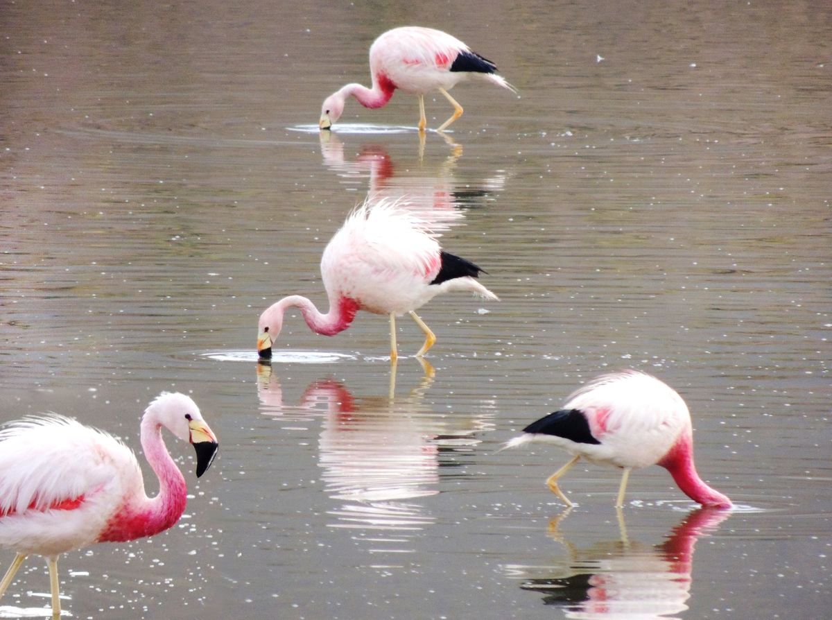 ATA in the pink WEB.jpg