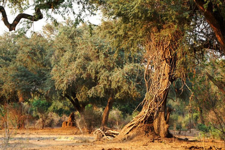 1zambia_tree