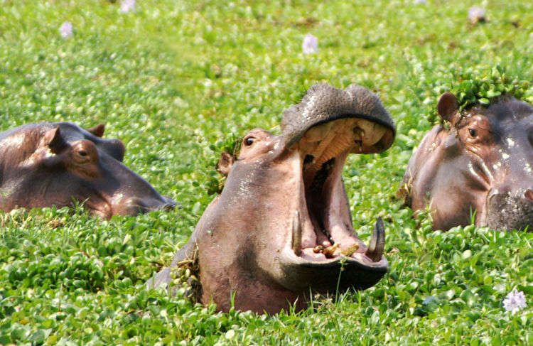1zambia_hippo_3