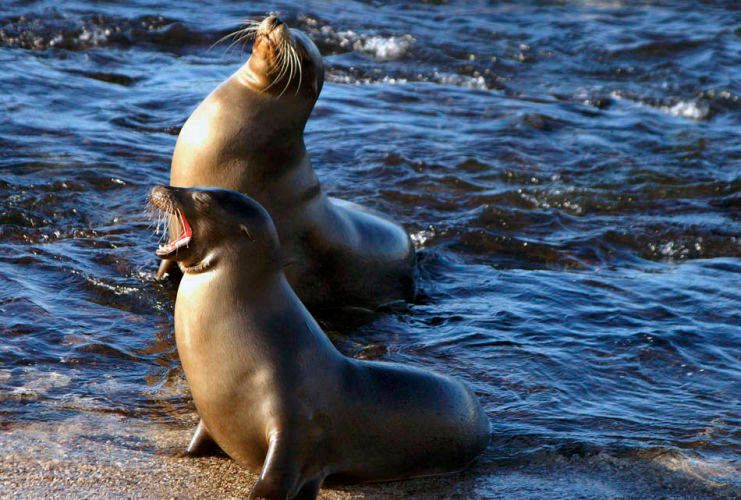 1laughing_seals__