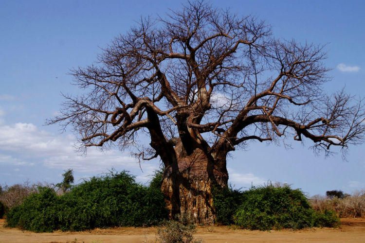 1zambia_big_tree