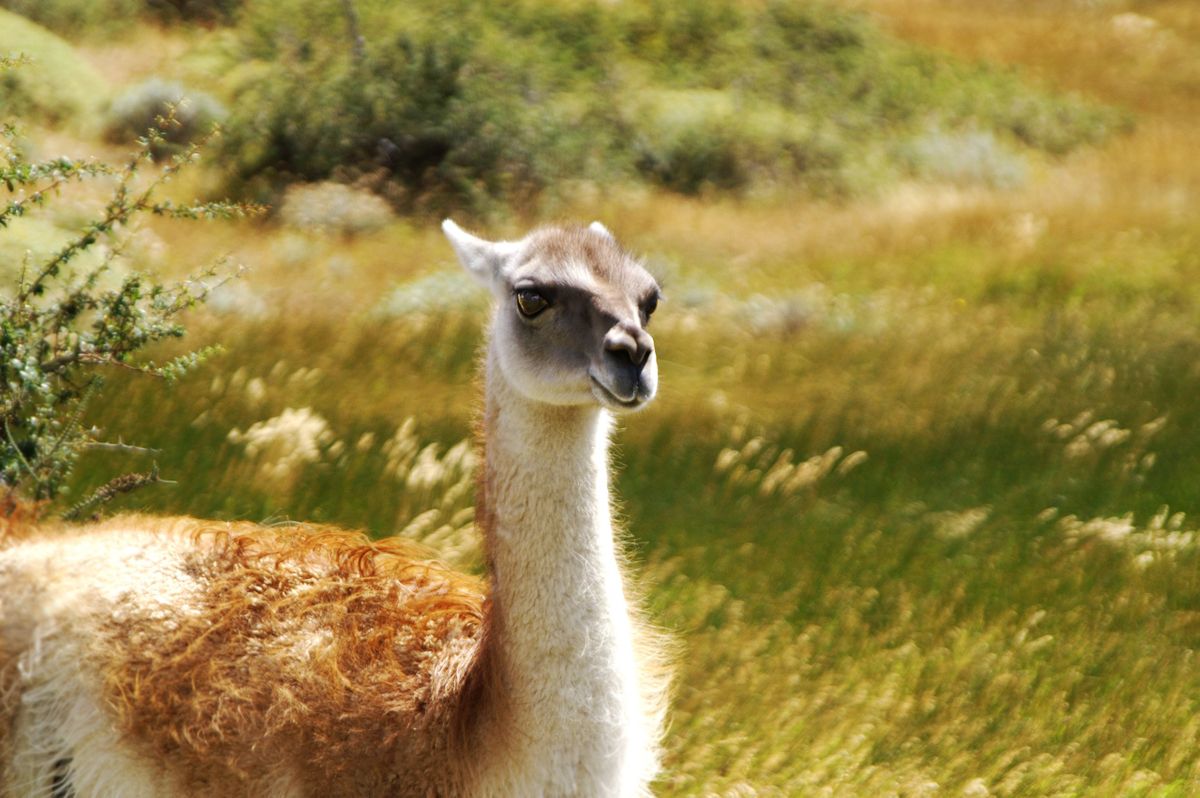 ATA gold field WEB.jpg