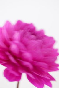 Dahlia Flower (with motion)