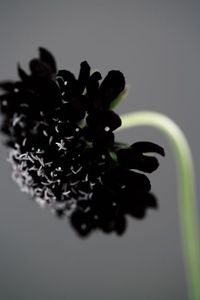 Dying Scabiosa Flower