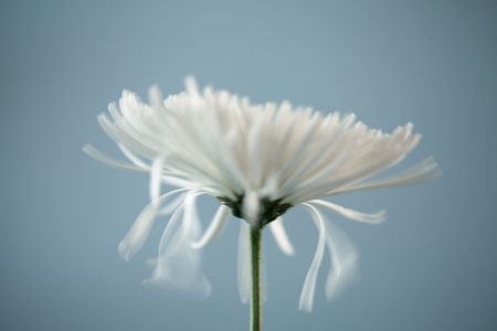 Dying Chrysanthemum Flower (with motion)