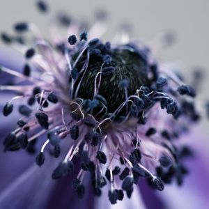 Dying Anemone