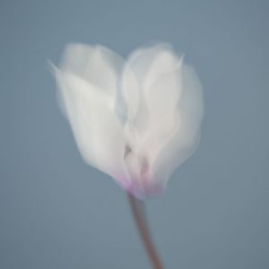 Cyclamen Flower (with motion)