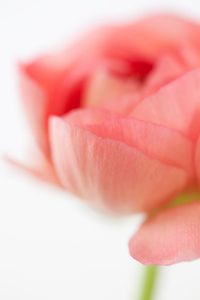Ranunculus