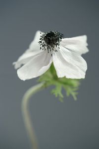 Dying Anemone