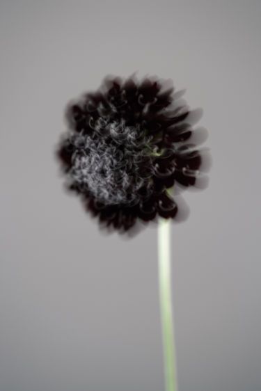 Scabiosa Flower (with motion)
