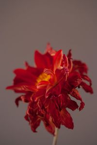 Dying Dahlia Flower