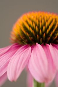 Coneflower/Echinacea
