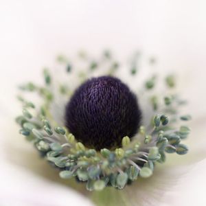 Anemone