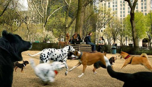 1Dogs_web