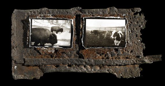 1buffalo_cow