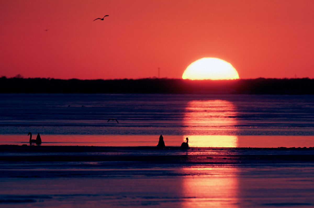 sunset_swans2_01_lg.jpg