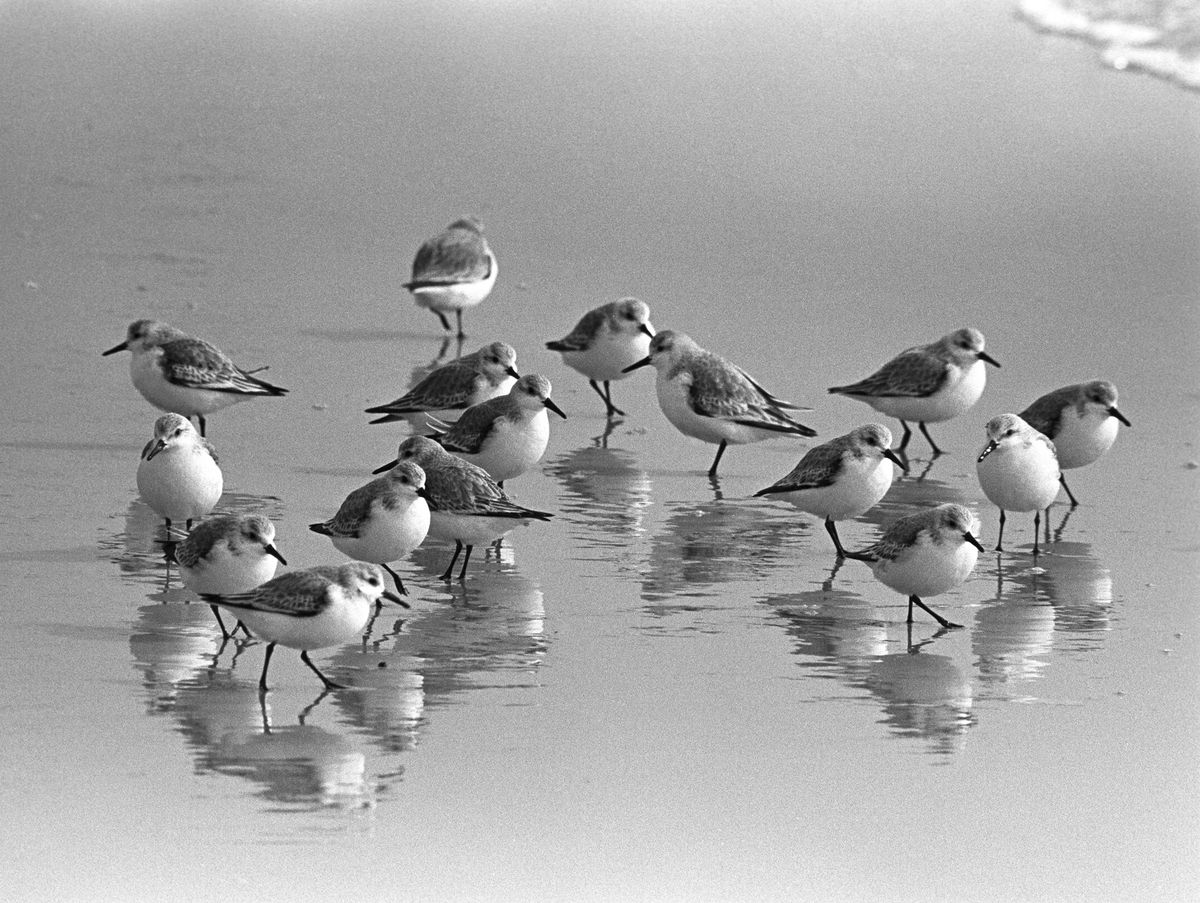 sandpipers13x19.jpg