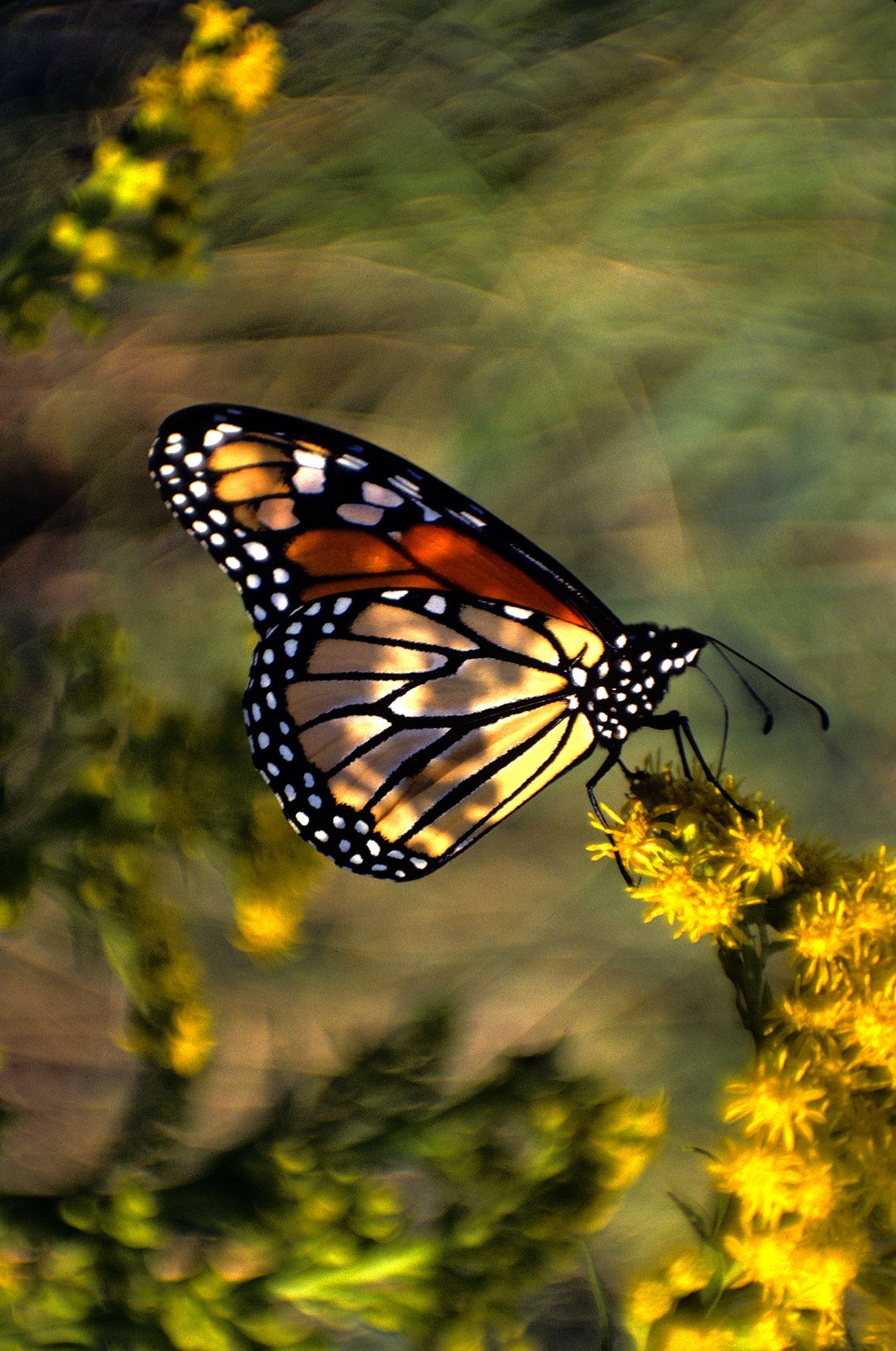 butterfly6_6x10_lg.jpg