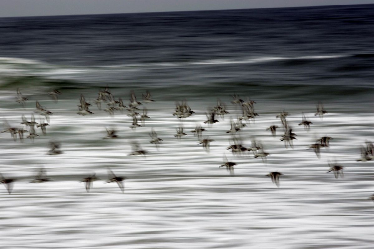 sandpipers1.jpg