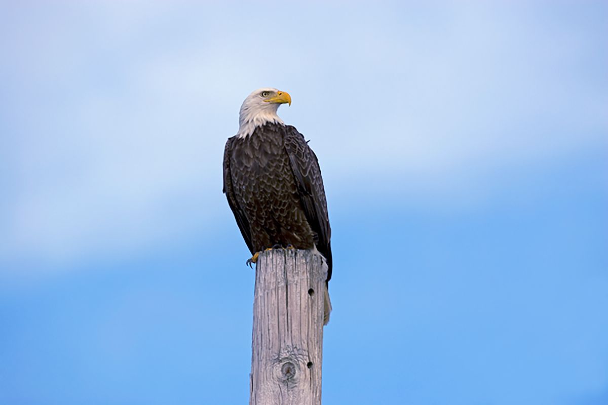 BALD EAGLE SEASIDE PARK_lg.jpg