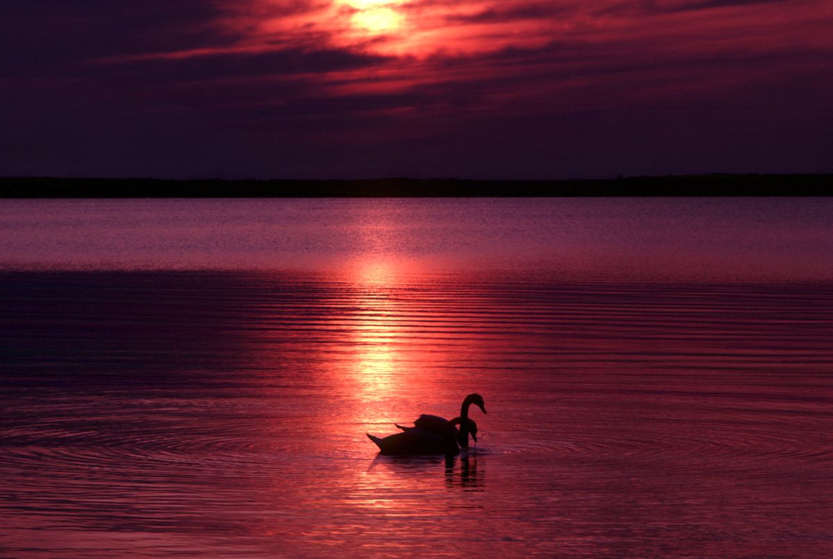 swansunset3_83_lg.jpg