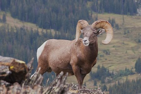 Big Horn Sheep, Rocky Mountain National Park, Colorado.