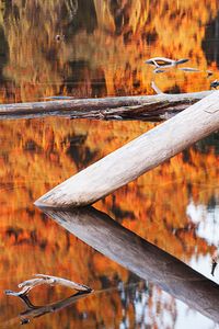 Logs And Reflections, Manzanita Lake, Lasson Volcanic National Park, Cascade Mountains, Northern California, copyright 2014 David Leland Hyde.