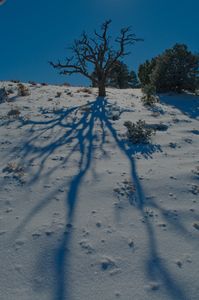 Juniper Tree Skeleton, Winter Shadows, Along US Highway 50, "The Loneliest Highway," Near Eureka, Nevada, 2010 by David Leland Hyde.