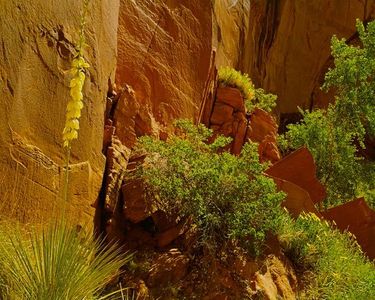 Yucca And Daisies, Bridge Canyon, Navajo Mountain, Navajo Indian Reservation, Arizona-Utah border.