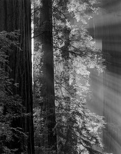 Avenue Of The Giants, Humboldt Redwoods State Park, California