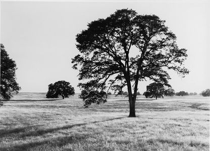 Oak Savanna, Sacramento Valley, Great Central Valley, Near Ione, California