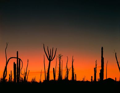 Cirios Silhouettes At Sundown, Baja California, Mexico