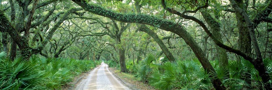 ©Susan G. Drinker 2007 Main Street, Cumberland Island NP
