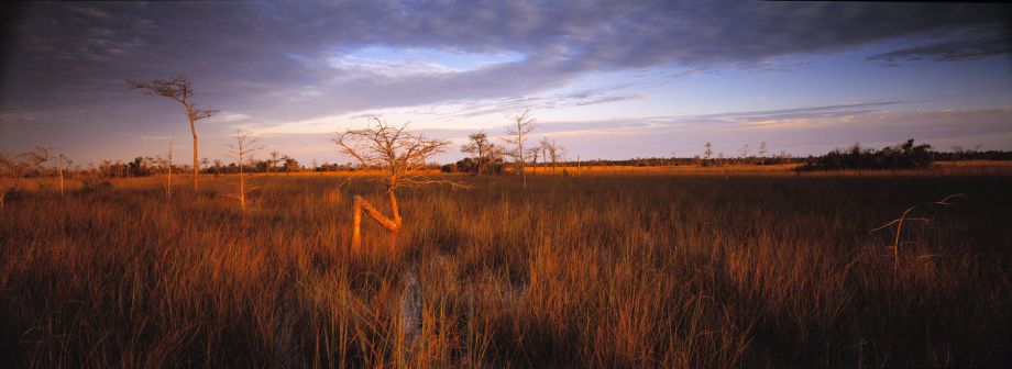 Cypress tree, bent but not bowed, by the forces of nature. Ochopee, FL Big Cypress National Preserve